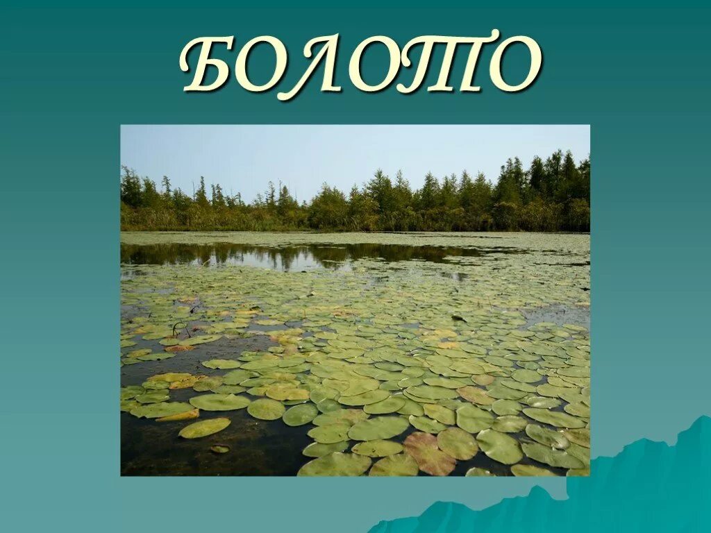 Болото по составу. Болото презентация. Презентация на тему болото. Сообщение про болото. Презентация о болоте.