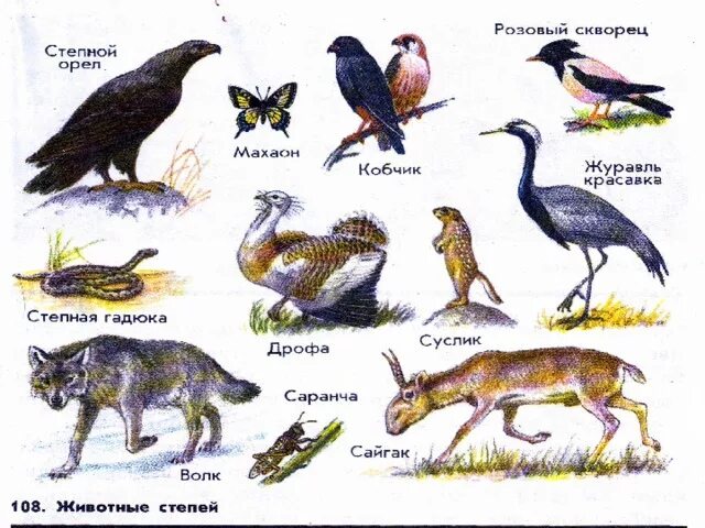 Живые организмы в степи. Растения и животные степи. Звери обитающие в степи. Животные зоны степей России. Животные степи для детей.