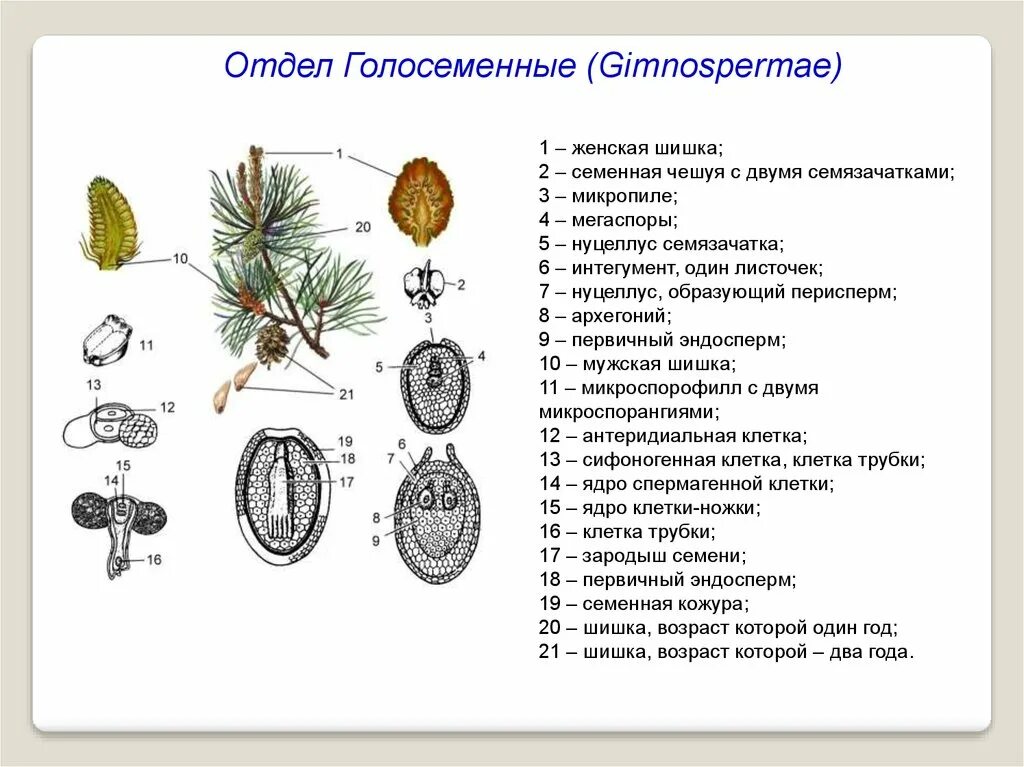 Схема опыления хвойных. Строение семязачатка сосны. Семязачаток сосны схема с. Строение семенной чешуи сосны. Схема развития семязачатка голосеменных.