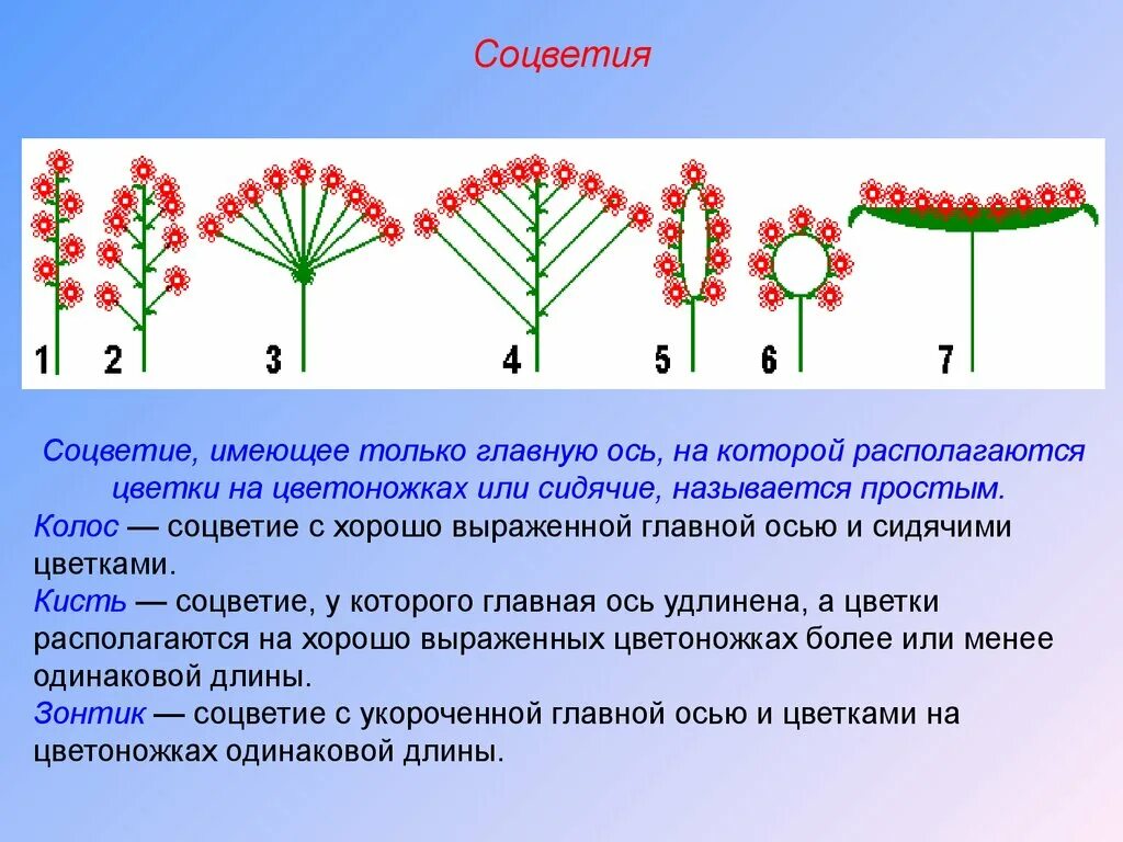Ось соцветия. Одиночный цветок и соцветие. На главной оси располагаются частные соцветия. Схема соцветия сложный щиток. На главной оси располагаются одиночные цветки.