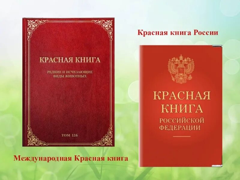 Книга о россии 4 класс. Красная книга. Международная красная книга. Красная книга России. Международная красная книга России.