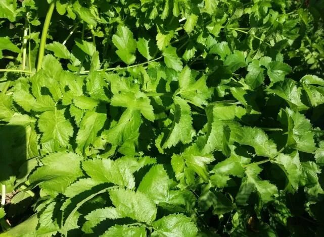 пастернак сорняк. пастернак посевной. как выглядят листья пастернака. листья пастернака. пастернак растение.