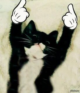 Hey kitty