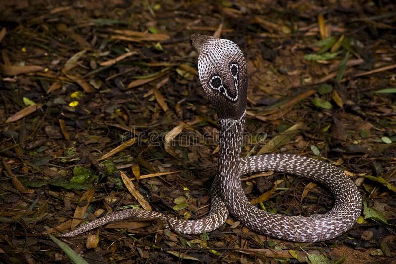 Индийская кобра (naja naja). Змея кобра королевская. Индийская кобра 3 буквы. Очковая змея живет в индии 3 класс. Очковая змея.