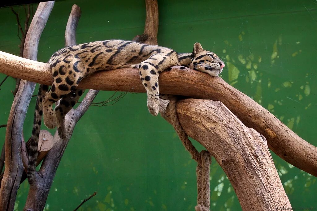 Тигрятник. Животные зоопарка. Одесский зоопарк животные. Зоопарк в реже. Зоопарк в реже.