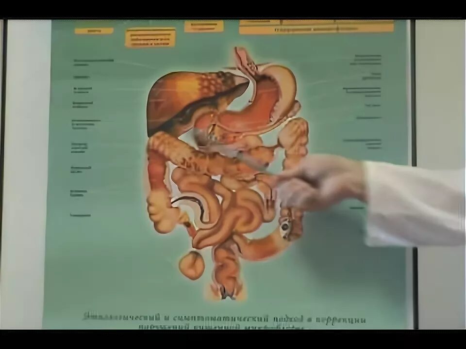 Гастроэнтеролог леонтьев. Плакат гастроэнтеролога. Гастроэнтеролог Лмед. Митрофанов гастроэнтеролог Великий.