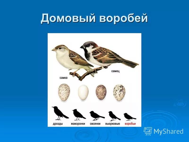 В соматической клетке домового воробья содержится 78. В соматической клетке домового воробья содержится 78
