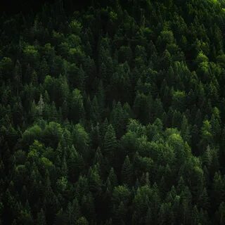 Однородный хвойный лес