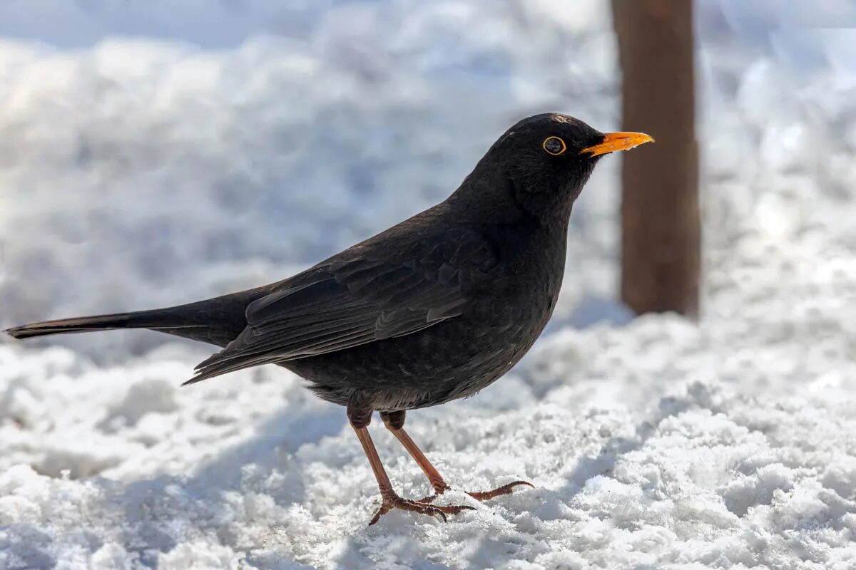 Blackbird bird