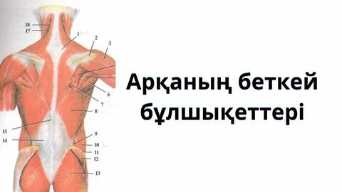 Зімбір БДСМ