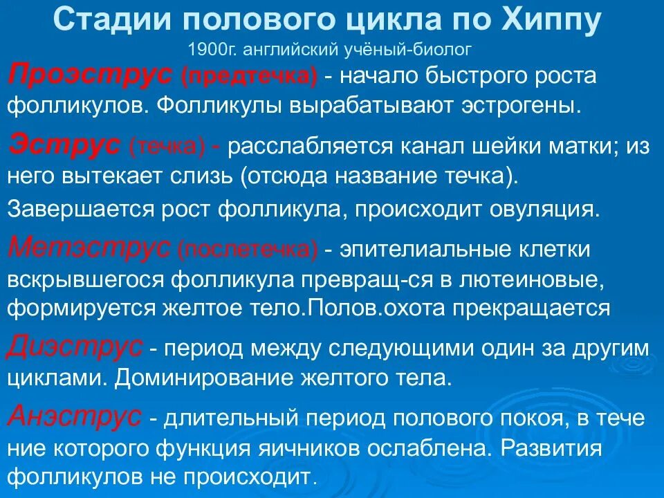 Этапы полового цикла