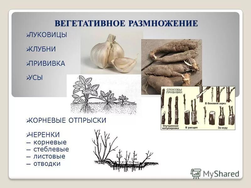 вегетативное размножение растений отводками. приведите способы вегетативного размножения. вид вегетативного размножения характеристика таблица. способы вегетативного размножения. способы вегетативного размножения растений в природе.