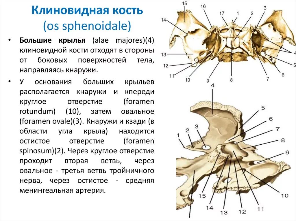 Кость бабочка. Крыловидный отросток клиновидной кости. Клиновидный отросток клиновидной кости. Малые Крылья клиновидной кости в черепе. Пластинки крыловидного отростка клиновидной кости.