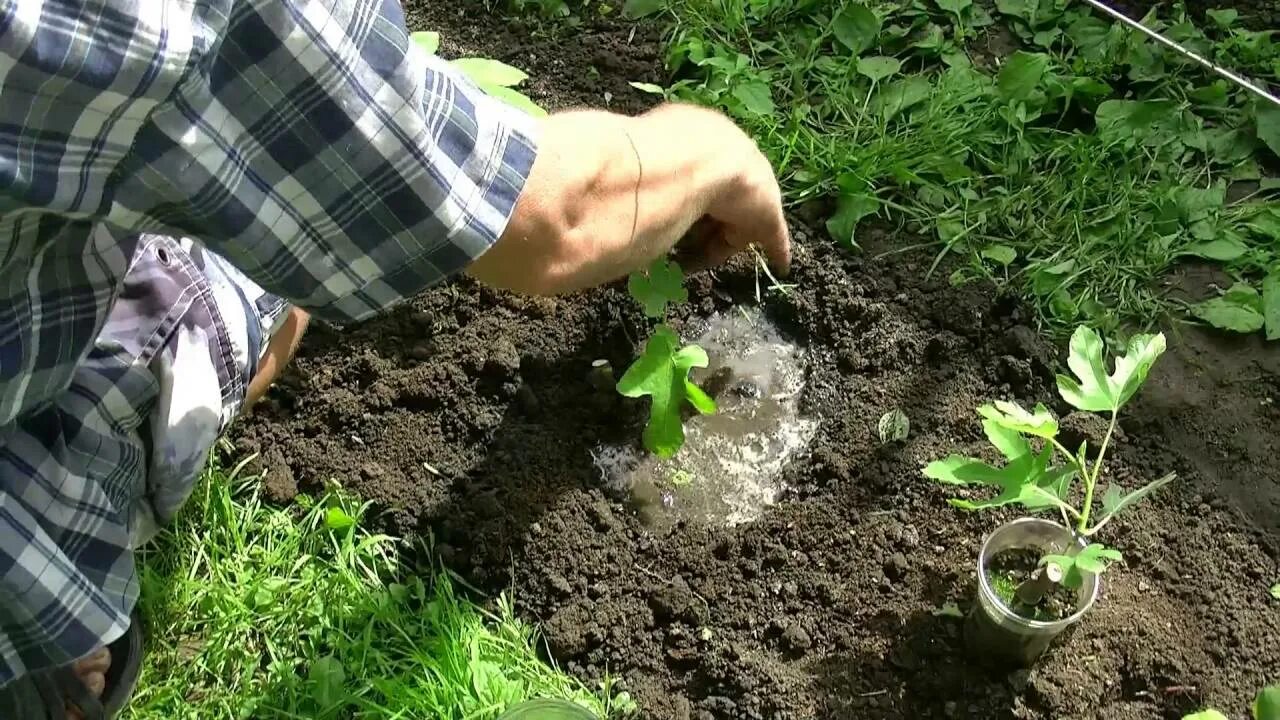 Какие цветы посадить под зиму семенами