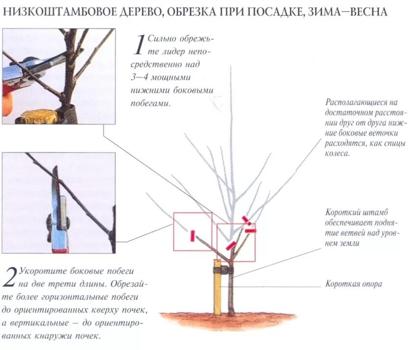 До какого времени можно обрезать деревья весной. Обрезка саженцев яблони при посадке. Саженец яблони обрезка при посадке. Обрезка плодовых деревьев весной для начинающих. Схема обрезки яблони весной.