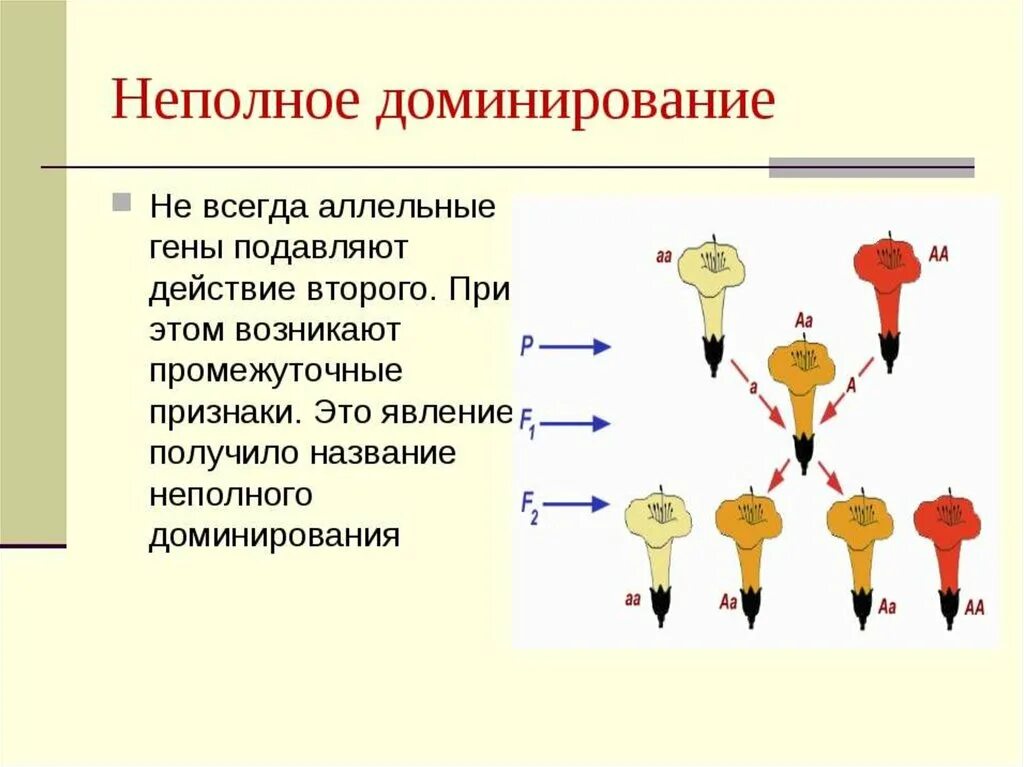 Какое явление носит название доминирования