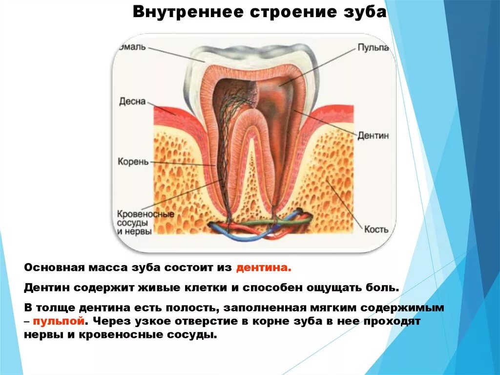 Строение зуба человека нервные окончания. Строение зуба внутри. Строение зуба изнутри. Строение зуба полость зуба.