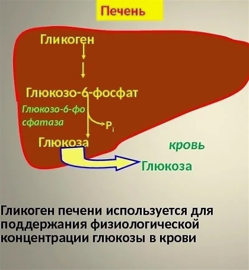 Гликоген образуется в печени. Гликоген в печени. Синтез гликогена в печени и мышцах. Запас гликогена в печени. Гликогенолиз в печени и мышцах.