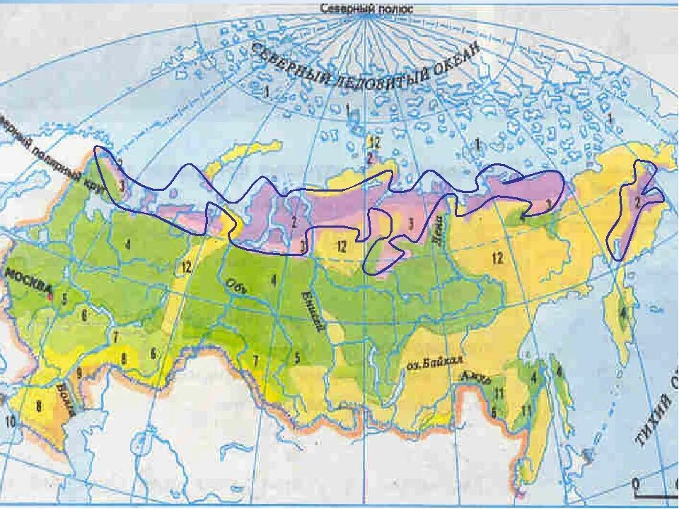 Тундра на карте природных зон. Арктическая тундра на карте. Зона тундры на карте России. Тундра на карте России природных зон.
