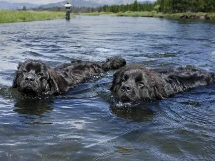 Щенок водолаза