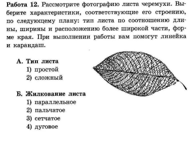 Яблони огэ. Типы жилкования листовой пластинки. Строение листа черемухи. Форма листовой пластинки листа черемухи. Внешнее строение листа жилкование.