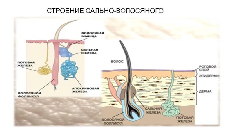 Где расположены корни волос потовые и сальные. Строение сально волосяного фолликула. Строение волоса сальная железа. Волосяной фолликул и сальная железа. Строение волоса и волосяного фолликула.