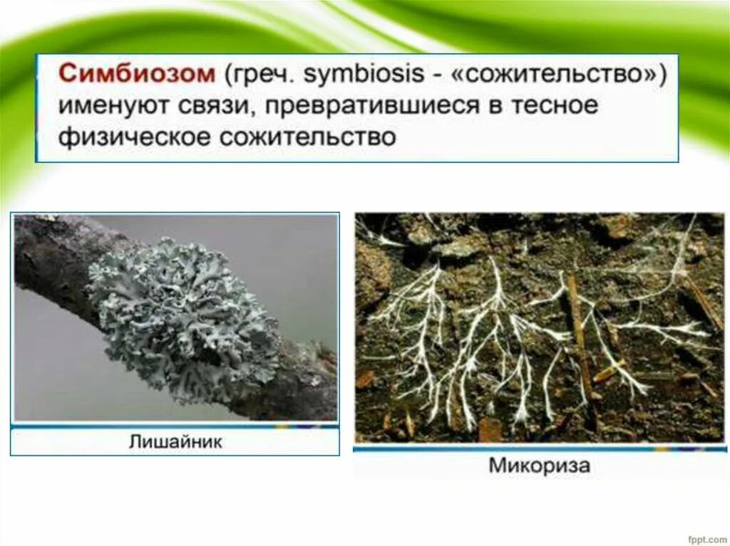 Биотические связи в природе. Симбиоз конкуренция. Презентация по биологии биотические связи в природе 9 класс. Биологические связи в природе