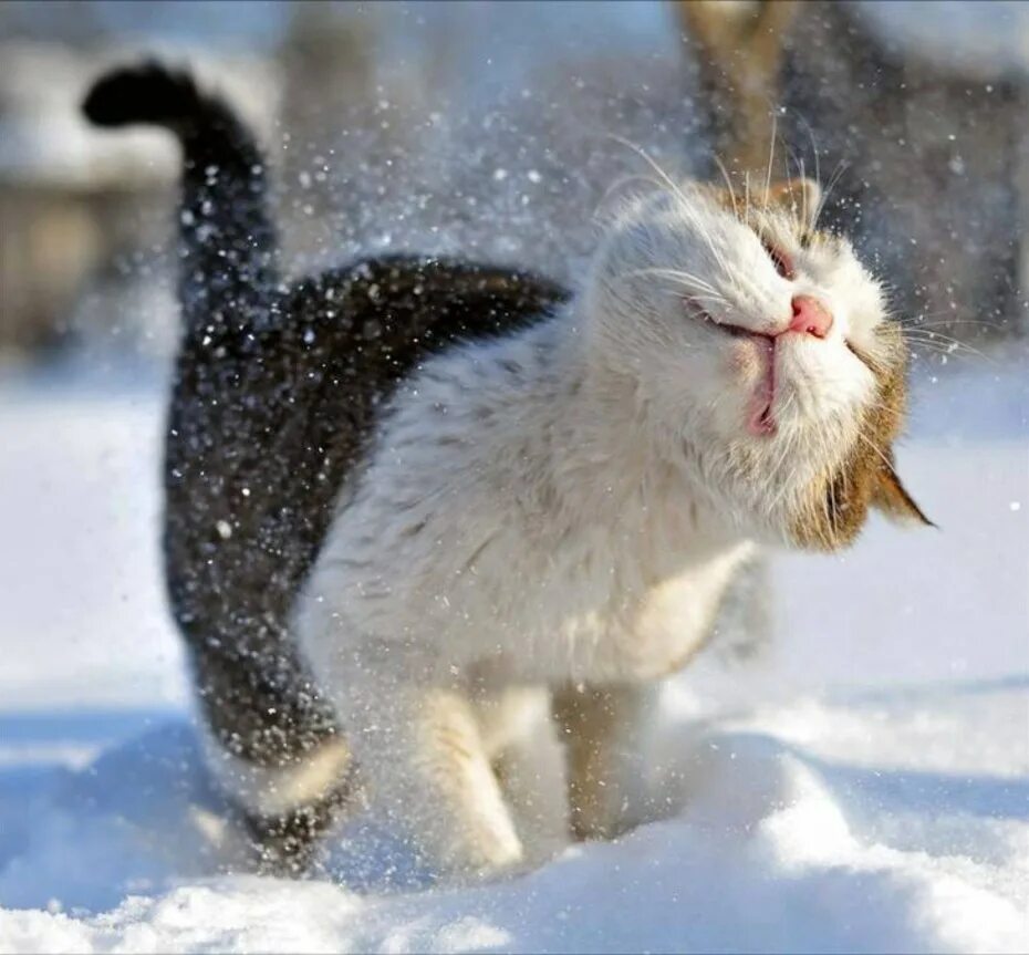 Животное снежок. Зимний кот. Кошки зимой. Кот радуется снегу. Кошка в снегу.