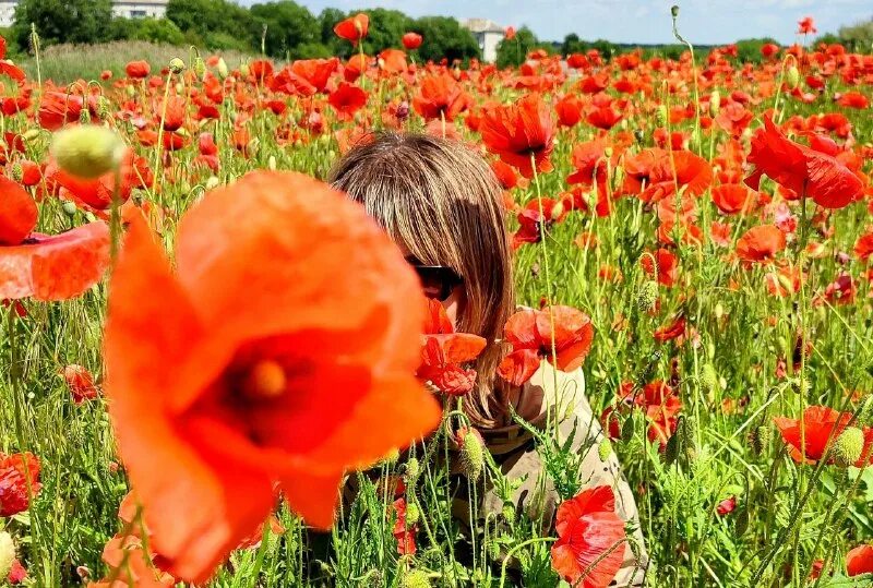 маки маки красные маки горькая память земли. е носов цветы. красные маки память земли. ру маков виталий. слова песни маки маки красные маки горькая память войны.