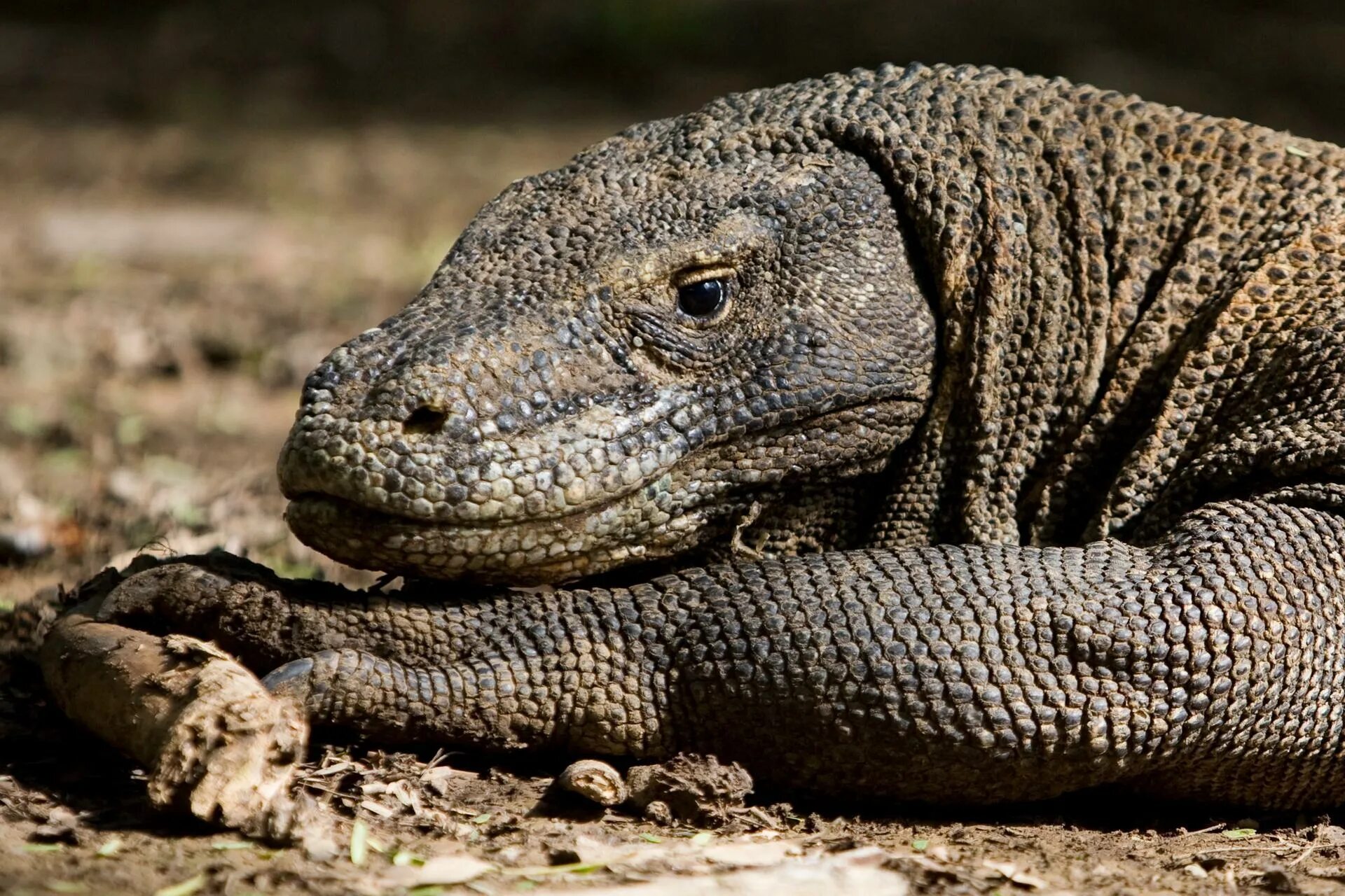 вараны интересное. варан дракон комодо. комодский варан дракон. ящерица варан комодо. ящер варан комодский.
