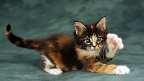 Котенок черно белый рыжий