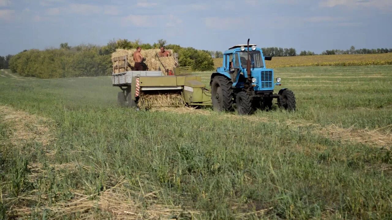 Мтз подборщик. МТЗ 82 сенокос. Трактор МТЗ-80 заготовка сена. Трактор МТЗ 80 С прицепом сена. МТЗ 80 сенокос.