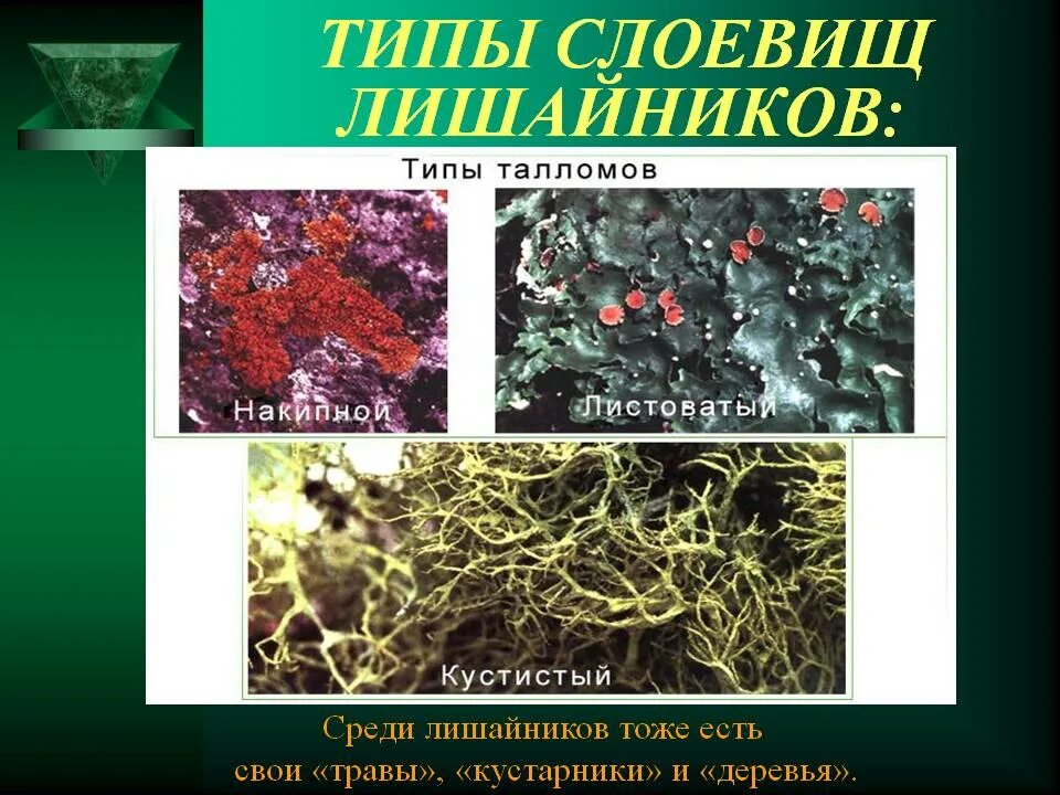 2 типа лишайников. Типы слоевищ лишайников. Типы талломов лишайников. Формы слоевища лишайников. Типы слоевтщ лешайника.