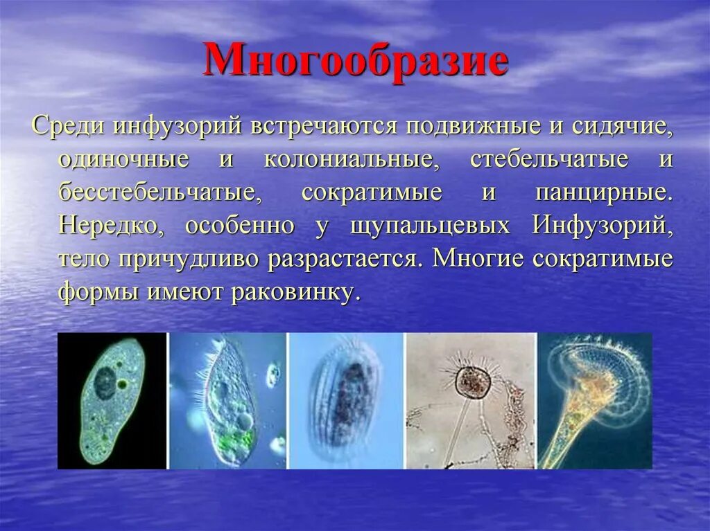 Выберите паразитических простейших ответ. Одноклеточные животные. Многообразие простейших животных. Разнообразие одноклеточных животных. Простейшие одноклеточные организмы.