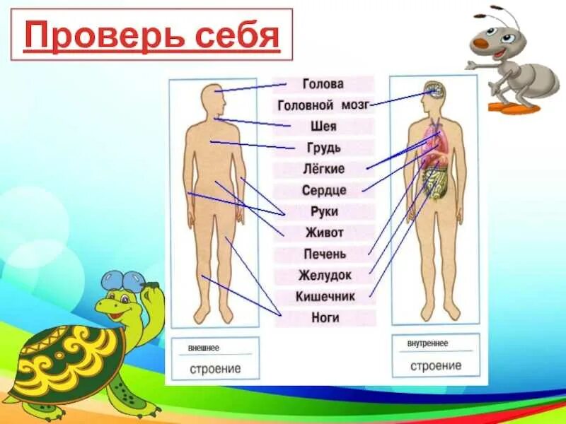 Окружающий мир 2 класс строение тела человека. Строение тела человека. внутрение строение человека и внешняя. внешнее и внутреннее строение тела человека.