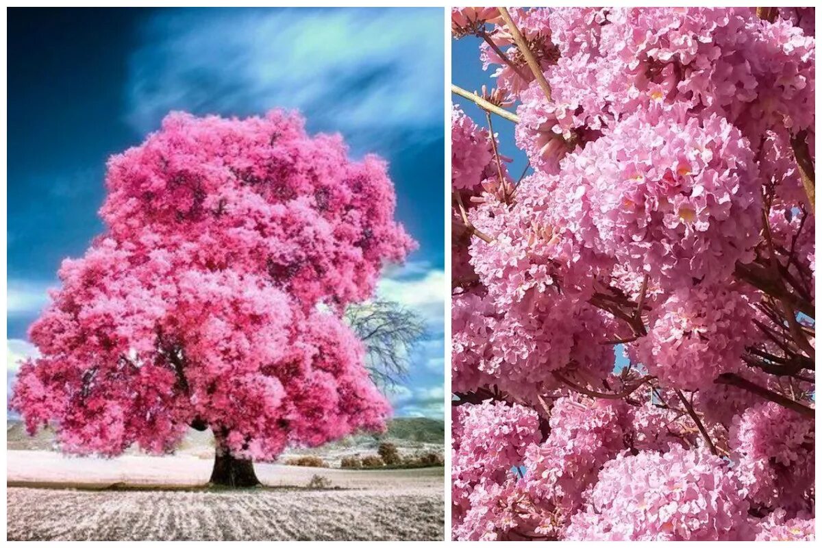 Розовое дерево. Лапачо муравьиное дерево. Табебуйя бонсай. Корнус pink. Церцис иудино дерево.