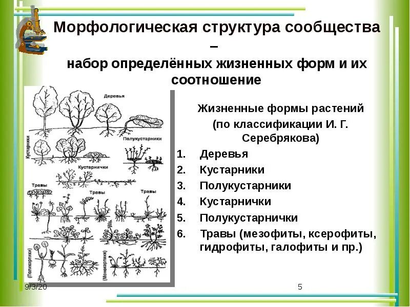 Структура формы 5. Морфологическая структура сообщества биология схема. структура сообщества видовая морфологическая трофическая. морфологическая структура сообщества биология 9 класс. жизненные формы растений 9 класс биология.