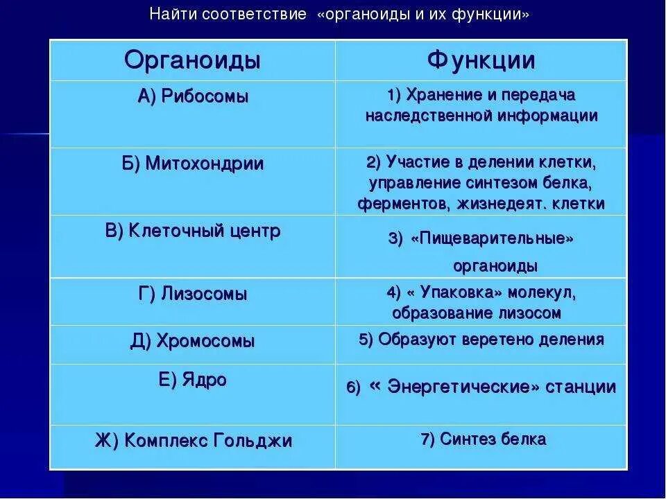 Функции органоидов клетки 10 класс биология. Основные органоиды клетки и их функции. Органоиды клетки и их функции таблица.