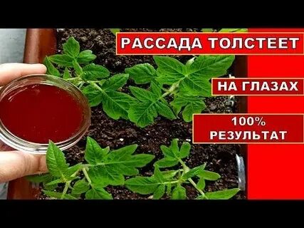Как подкормить рассаду помидор луковой шелухой
