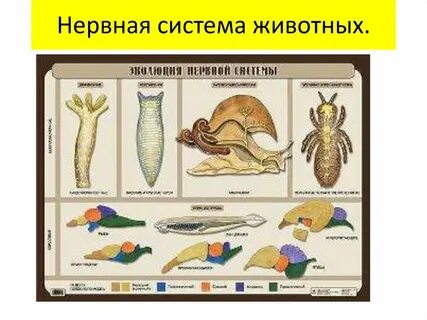 Нервная система характерна для