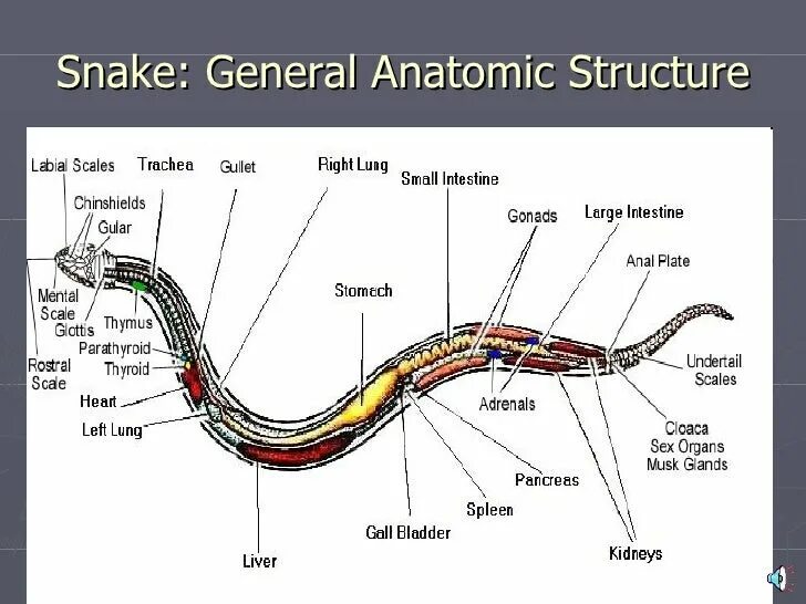 Строение змеи. Внутреннее строение змеи. Строение змеи анатомия.