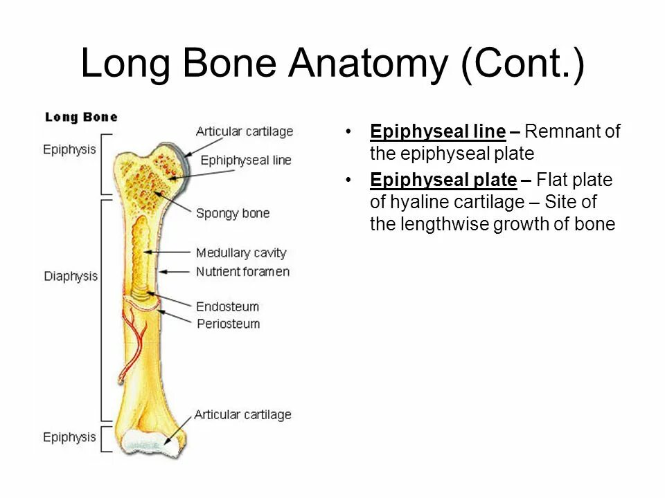 Long bone. Строение трубчатой кости эпифиз диафиз. Epiphyseal Plate of long Bone. Физис кости. Диафиз на латыни.