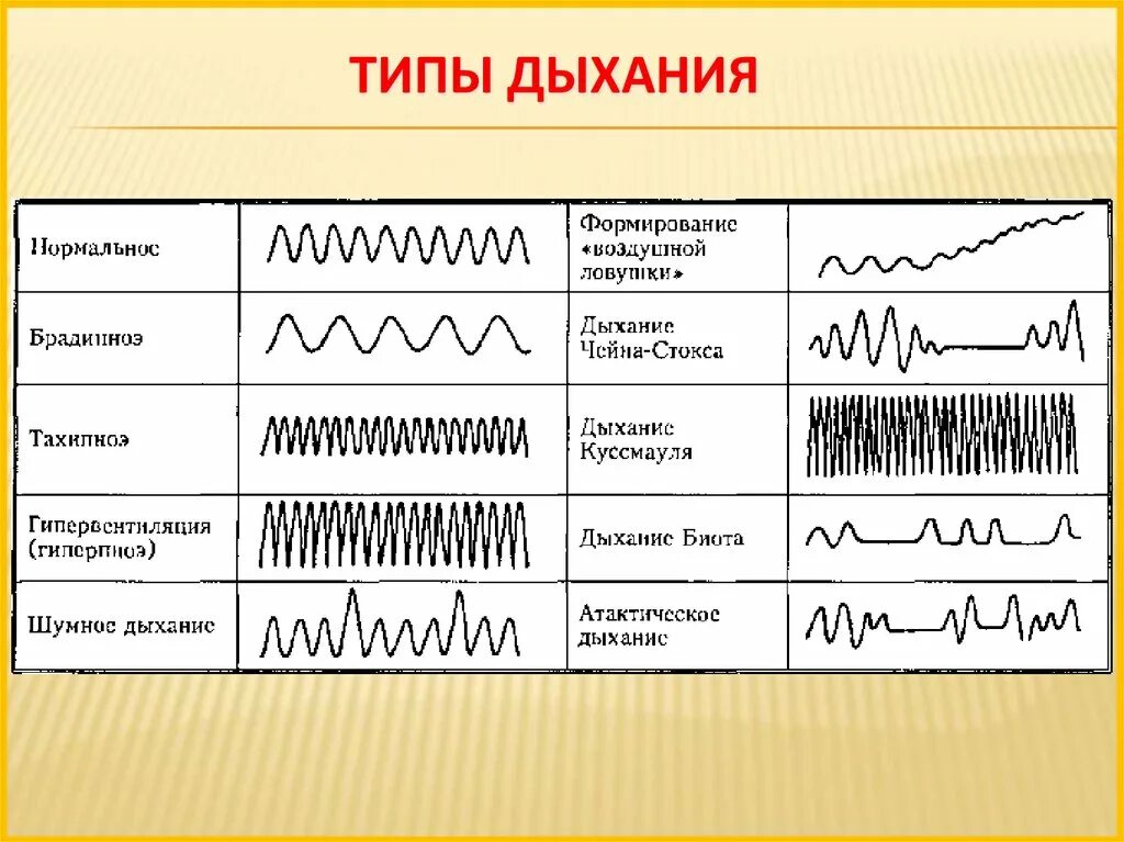 Какой тип дыхания. Типы дыхания. Типы дыхания у человека. Патологические типы дыхания. Характеристика типов дыхания.