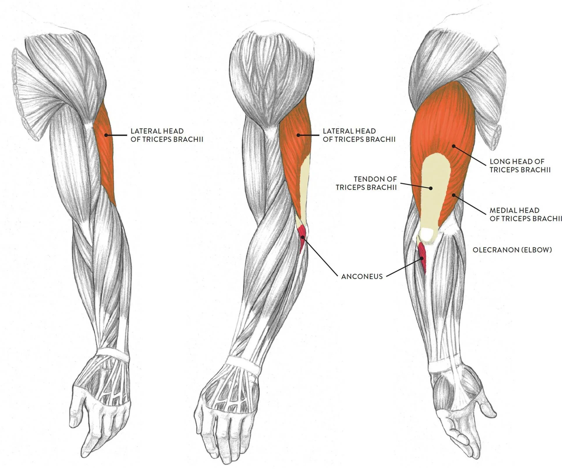 Трицепс анатомия. Трицепс строение мышцы. Трицепс руки анатомия. Пучки трицепса анатомия.