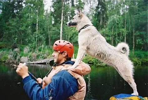 Хобби животные