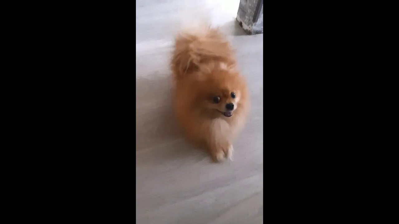 Как отучить шпица метить