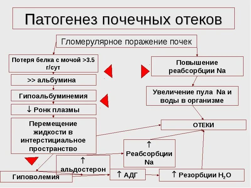 Отеки при сердечной недостаточности лечение. Механизм развития отеков при поражении почек. Отечный синдром при заболеваниях почек патогенез. Патогенез почечных отеков. Хроническая болезнь почек патогенез схема.