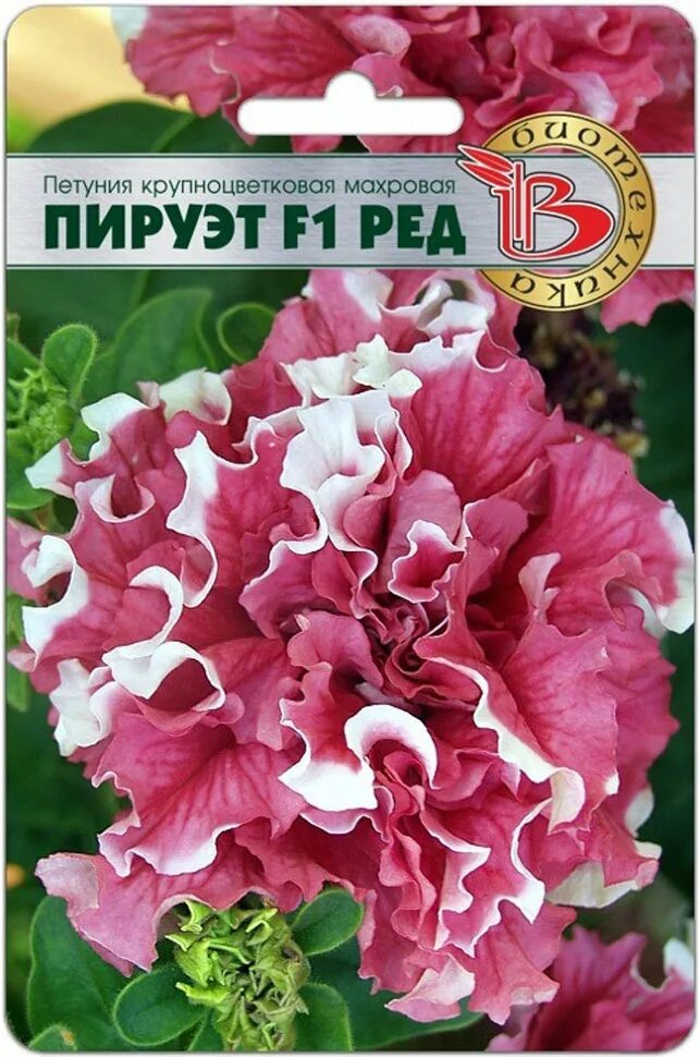 Петуния махровая pirouette red. Петуния махровая пируэтт ред. Петуния махровая пируэт ред. Пируэт ред. Петуния махровая pirouette red.