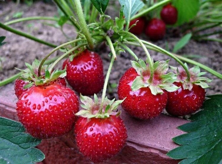 Клубника елизавета ремонтантная. Описание клубники королева. Клубника ремонтантная королева елизавета. Сорт королева елизавета ремонтантной клубники. Земляника садовая «королева елизавета р9».