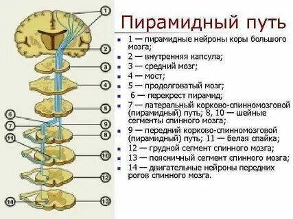 Пирамидные поражения